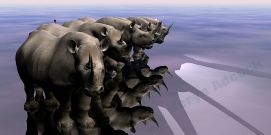 RhinoScene9
